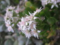 crassula ovata 9838