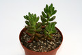 sedum rubrotinctum 7575