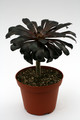 aeonium arboreum cv black night 0358