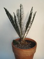 encephalartos caffer 3
