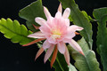 eh lotus queen 7562 7785