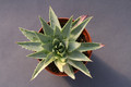 aloe polyphylla 0404