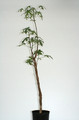 jatropha madagaskar 110cm 3670