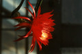 aporocactus peggys cartwheel