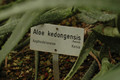 aloe kedongensis 02