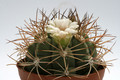 gymnocalycium tilcarense mg490 35 0126