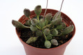 adromischus cristatus schoenlandii 0095