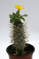 pachypodium brevicaule ve 0564