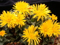 faucaria tuberculosa 3762