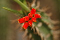 euphorbia vigueri 1077