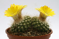 parodia gracilis aff 9876