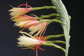 eh floribundum hbg58296 1693