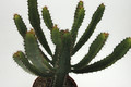 euphorbia confinalis 01