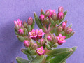crassula exilis schmidtii 2137