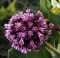 asclepias syriaca 00