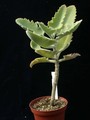 kalanchoe beharensis rose leaf 03