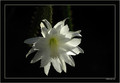 heliocereus speciosus amacamensis DAY6145 n8 H sp amacamensis