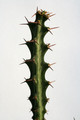 euphorbia knuthii 0653