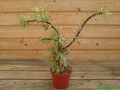 fouquieria purpusii 02