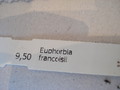 euphorbia francoisii 71