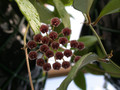 hoya sp molukken 3759 01