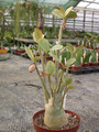 adenium arabicum 02