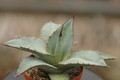 agave titanota 8719