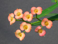 euphorbia genoudiana 0858