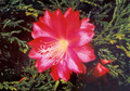 eh iris paetz 01