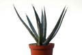 agave xylonacantha 8462