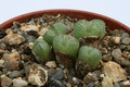 conophytum violaciflorum springbokkop 2942