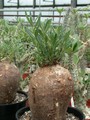 pachypodium succulentum 09