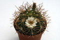 gymnocalycium tilcarense mg490 35 0125