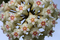 hoya acuta nova 2322