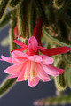 aporocactus klaerchen 0202