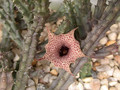 huernia hislopii zander 03