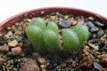 conophytum lithopsoides kennedyi sb1109 2879