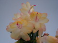 schlumbergera sol brazil 1602