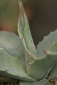 agave maximiliana kathrinae 8678