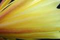 eh yellow gem 9910 3089