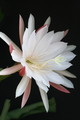 eh elfenbein 22 1658
