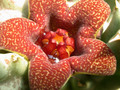 huerniopsis decipiens pvb4550 04