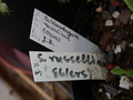 schlumbergera russeliana ehlers 04