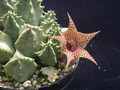 huernia piersii es3627 01