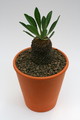 euphorbia bupleurifolia 9472 sm