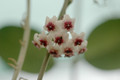 hoya obovata hort 01