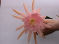 eh lotus 7561 98