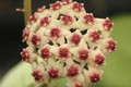 hoya obovata hort 03