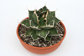 agave titanota weisse stacheln 3675