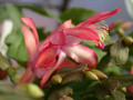 schlumbergera coral cascade 08